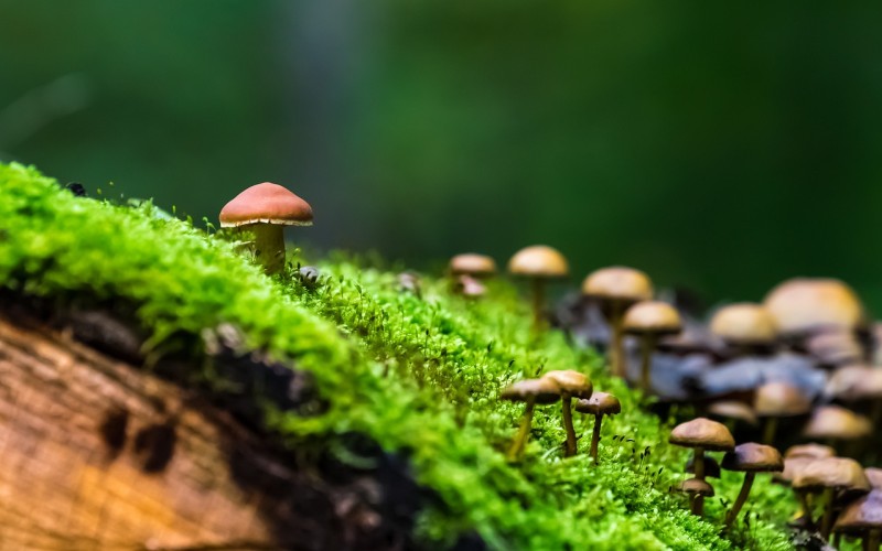 ¿Qué son los bosques húmedos tropicales? - WiKio