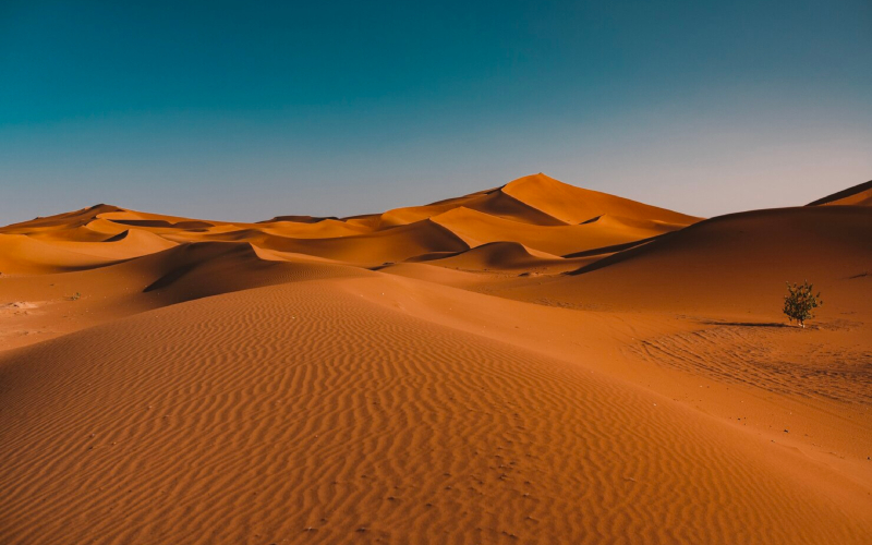 ¿Qué es el ecosistema del desierto?